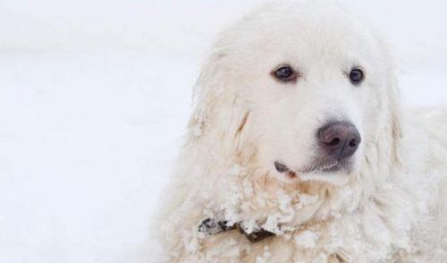 以大白熊犬补充营养吃什么好？（探究大白熊犬的饮食需求及适宜食物）