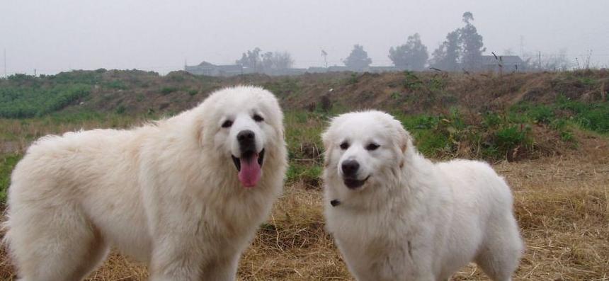 宠物大白熊犬也会产生嫉妒心理！（了解大白熊犬嫉妒心理的重要性，从而更好地与它相处。）