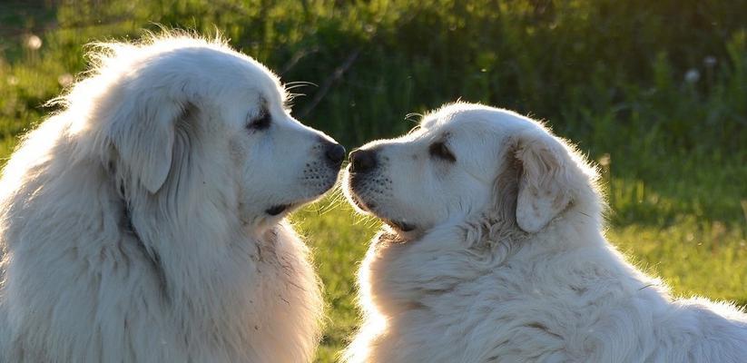 如何正确喂食大白熊幼犬（宠物饮食习惯对犬只健康的重要影响）