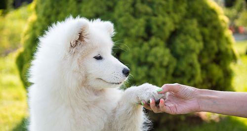 带宠物春游，注意这些！（以恶霸犬为例，15个提示让你安心出游）