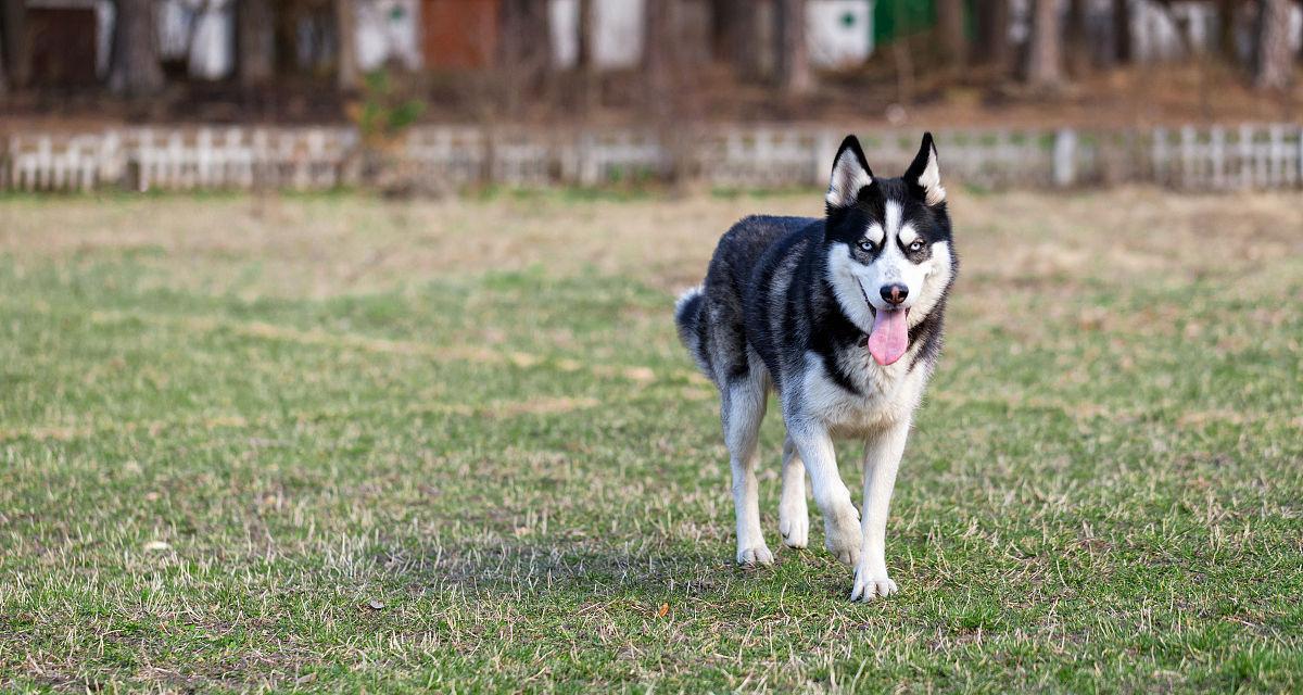 如何正确地带哈士奇散步？（宠物犬的健康生活需要注意什么？）