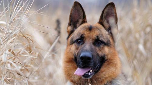 如何让你的德国牧羊犬乐意梳毛（解决宠物难题，让毛孩子更健康、更美丽）