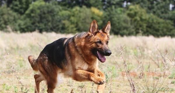 如何为德国牧羊犬补充营养？（宠爱你的犬友，从饮食开始！）