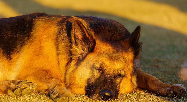 德国牧羊犬奶水不足的解决方法（宠物养护必须知道的奶水供给问题）