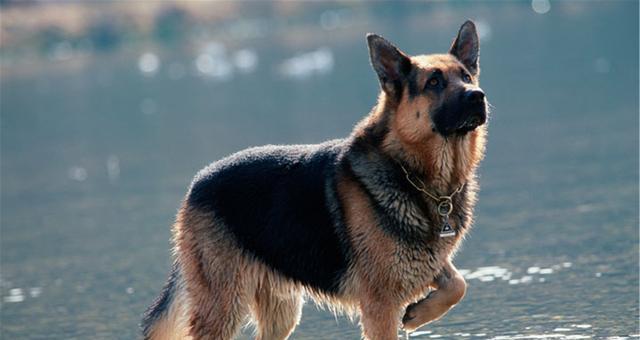 如何防止德国牧羊犬掉毛（宠物养护技巧，让你的牧羊犬毛发亮丽健康）