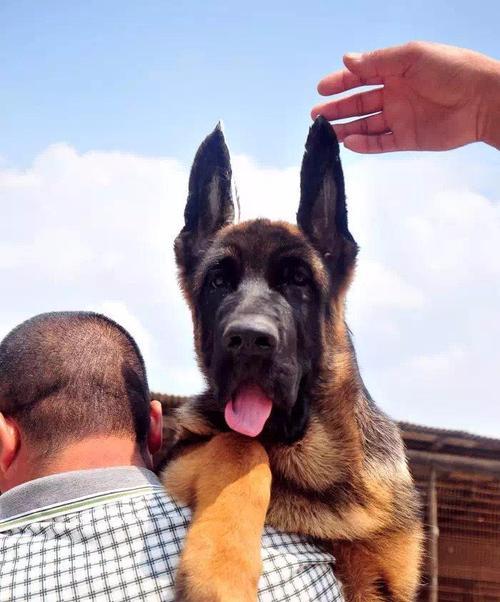 德牧幼犬应该注射哪些疫苗？（为您的宠物保驾护航，预防疾病入侵）