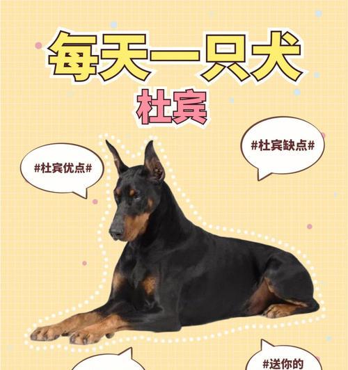 杜宾犬（以宠物为主，了解杜宾犬的15个特点和饲养注意事项）