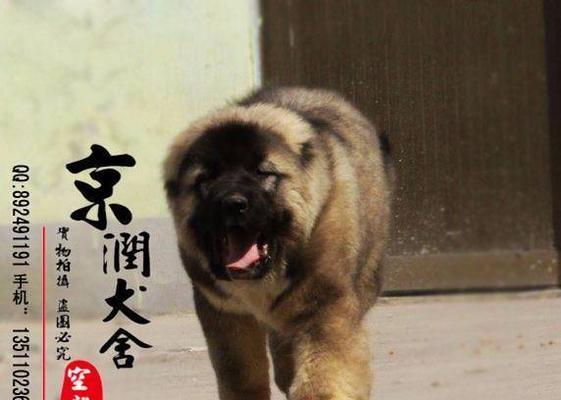 高加索犬的常见问题解答（宠物主人必看，了解高加索犬的养护知识）