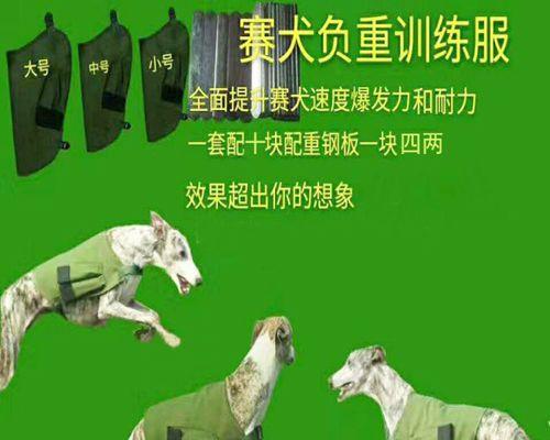 格力犬的爆发力与耐力解析