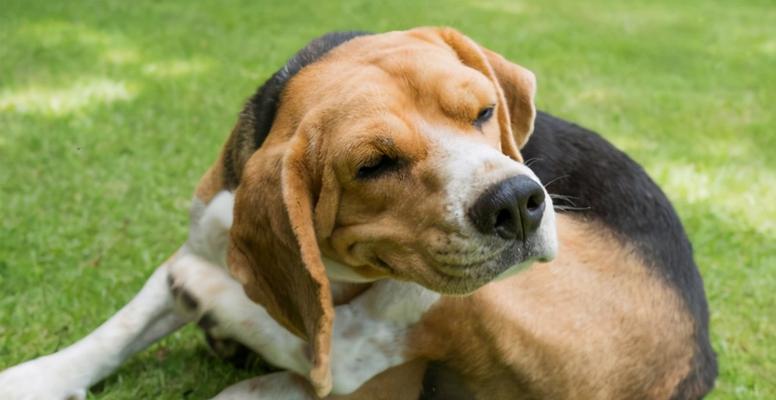 犬瘟热的症状——如何保护你的宠物狗健康（了解犬瘟热的症状，及时保护你的狗狗）