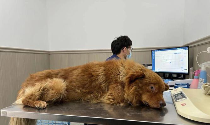 狗狗犬瘟热是否会传染给人？（探讨宠物和人类的安全问题）