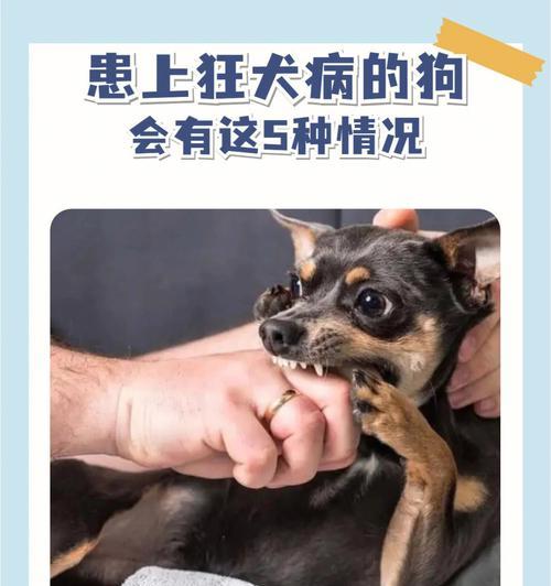 狗狗狂犬病误区大揭秘（宠物主人必看！狂犬病不再让你心惊胆战）