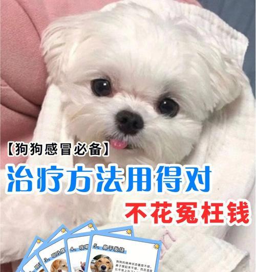 拉布拉多犬异常发情的原因和预防方法（保持宠物健康和幸福的关键）