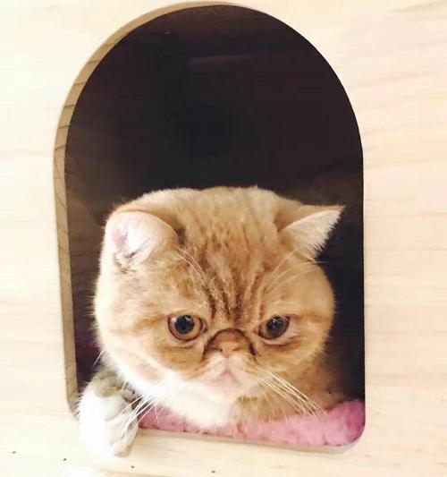 揭秘猫咪毛发（从猫咪的颜色到掉毛原因，一切尽在此文）