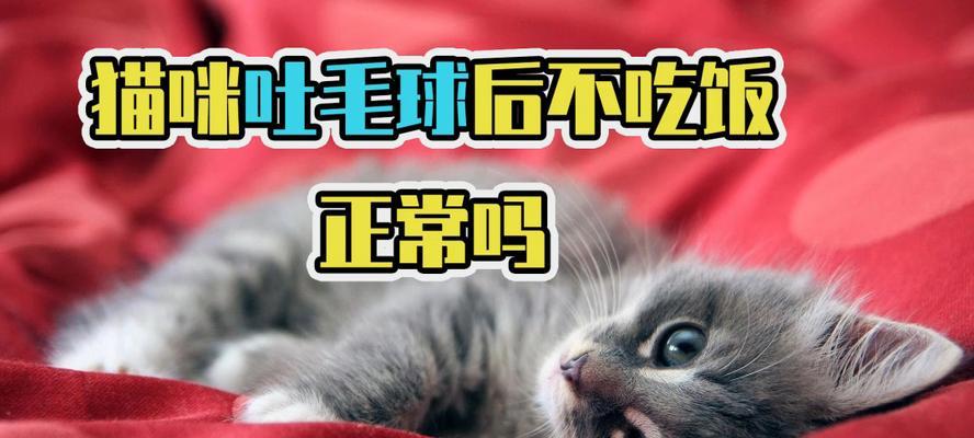 宠物猫咪吐毛球的注意事项（怎样减少猫咪吐毛球的频率）