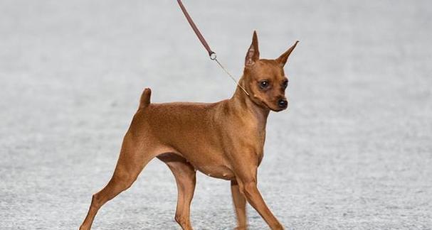 迷你杜宾幼犬美容指南（让你的宝贝更加可爱动人）