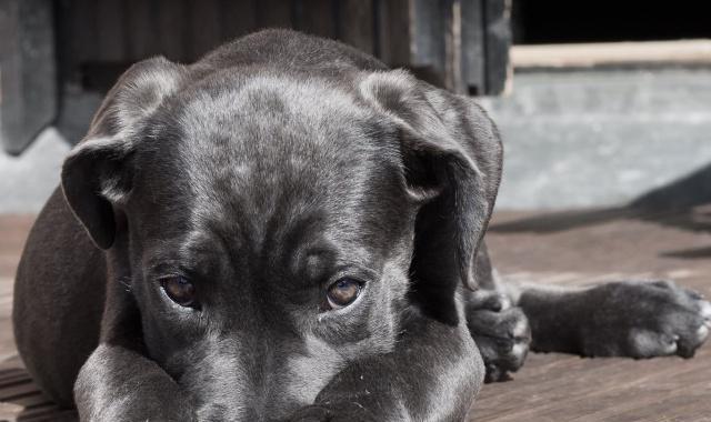 贵宾犬窒息急救方法（当宠物被卡住喉咙时，如何拯救它的生命？）