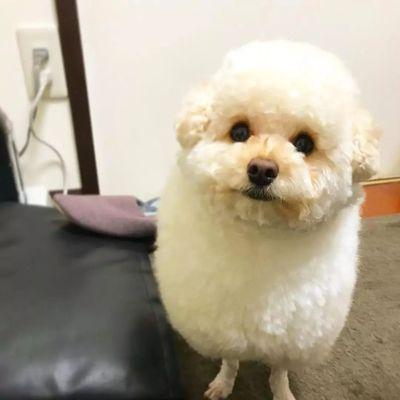 贵宾犬美容护理之剪毛（剃毛技巧、修剪工具、注意事项）