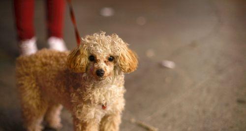 能否和人一起使用洗发水的贵宾犬？（贵宾犬适用的洗发水、照顾宠物健康的注意事项）