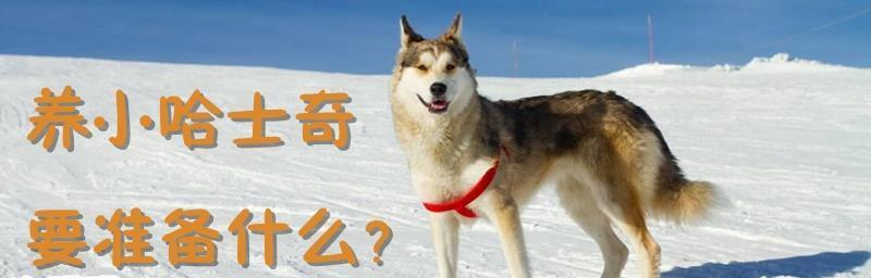 哈士奇宠物安全过冬攻略（让爱犬安心度过寒冬的实用技巧）