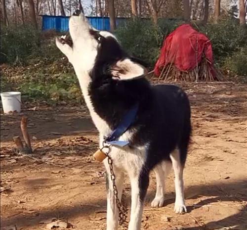 探究以嚎叫的狗狗背后的原因（从行为、健康和环境三个角度分析以嚎叫的狗狗）