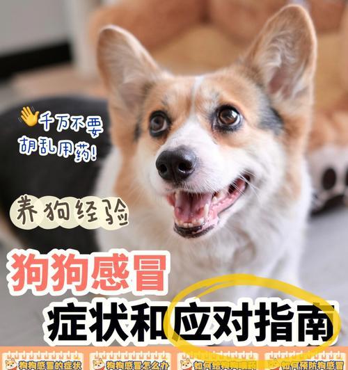 如何为黑狼犬孕期提供营养丰富的饮食？（为宠物的健康而精心安排饮食）