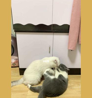 猫咪为什么喜欢打架？（探究家猫爱打架的原因及解决方法）