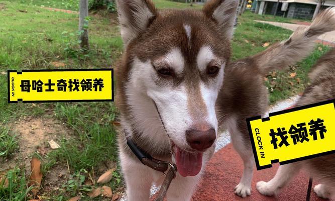 了解哈士奇狗狗性格特征（认识这个活泼好动的犬种，享受与它共处时光）