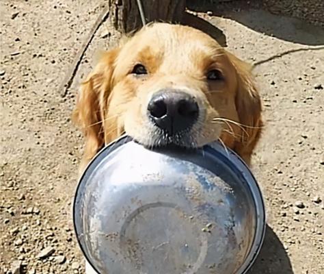 金毛犬挑食抢食训练（纠正金毛犬挑食抢食的方法和技巧）