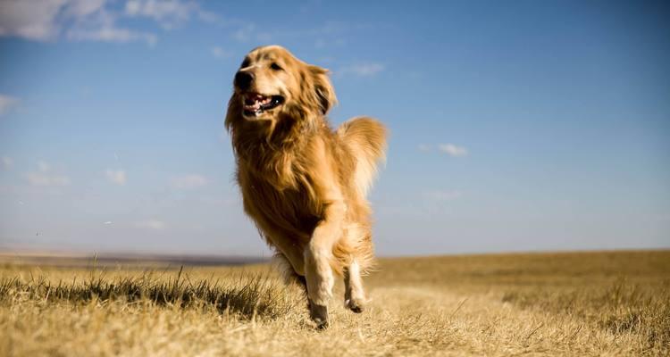 以金毛犬狗狗用药要注意的事项（保护宠物健康，正确用药很关键）