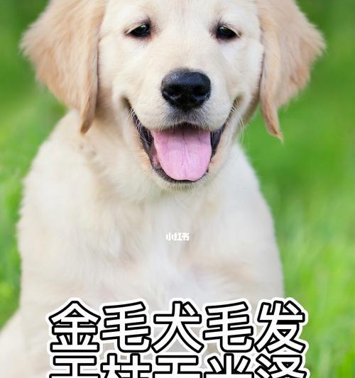 为什么金毛犬的毛发不亮？（探究金毛犬毛发无光的原因及解决方法）