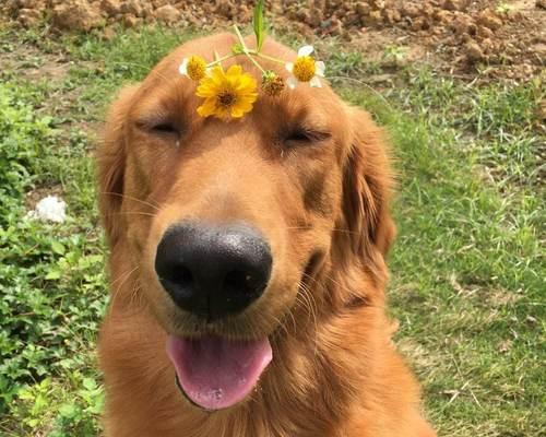 金毛犬夏季饮食注意事项（为宠物营养健康着想，从饮食开始）