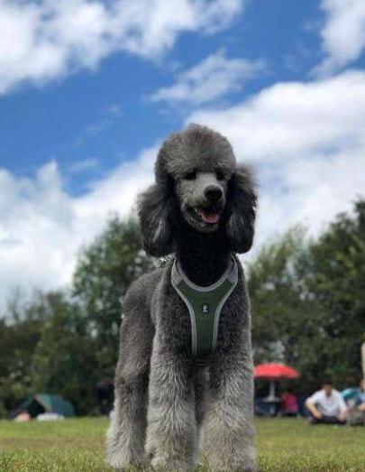 巨型贵宾犬毛发护理指南（以饮食为主，打造亮丽毛发）