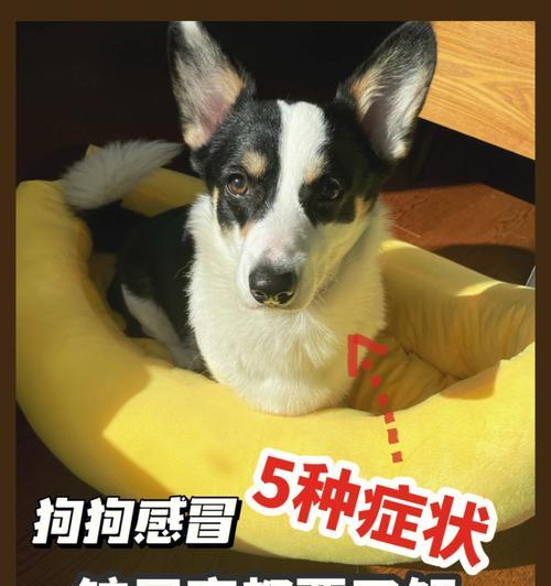 揭秘柯基犬发情周期的表现（了解柯基犬发情周期的关键信息）