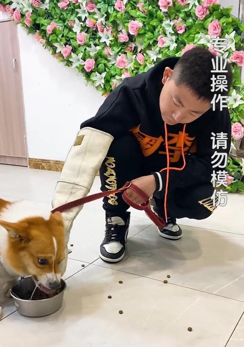 如何避免柯基犬护食？