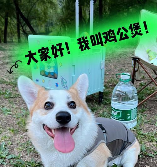 柯基犬不停叫唤的原因（探究柯基犬不停叫唤的心理和行为）