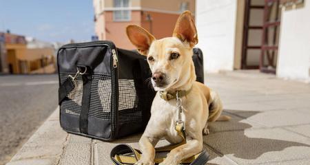 揭秘可卡犬最大的恐惧，让你更好地照顾它们（了解可卡犬最害怕的事情，给它们更好的生活）