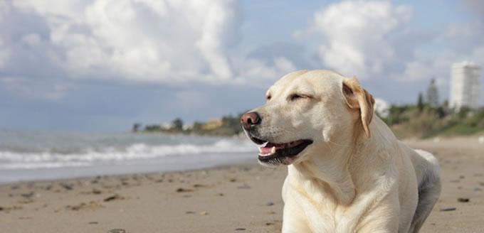 了解拉布拉多的犬种标准——打造完美宠物（探究拉布拉多犬的特征和标准，打造忠诚、聪明、可爱的宠物）