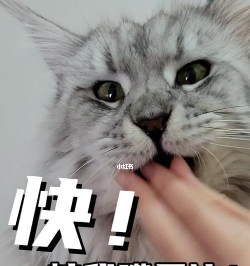 两个月大的猫可以吃营养猫条吗？（以宠物为主，为你的小猫提供健康营养）