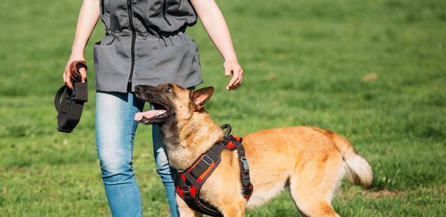 以马犬补充营养，吃什么比较好？（宠物健康饮食指南）