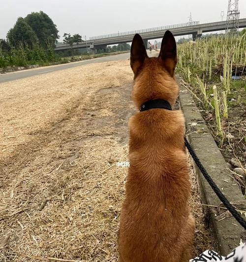 如何让以马犬好好吃狗粮（解决宠物挑食问题的有效方法）