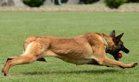 以马犬不能吃的东西（保护你的宠物不被食品中毒）