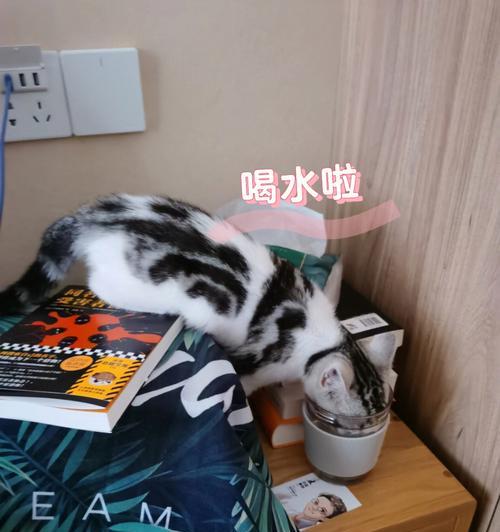 猫咪突然喝很多水，这是怎么了？（宠物饮水量异常的原因和应对方法）