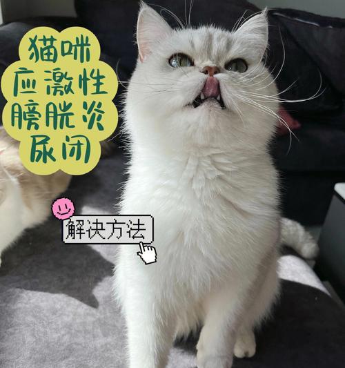 宠物猫的应激反应（认识宠物猫的应激反应，让它们健康成长）