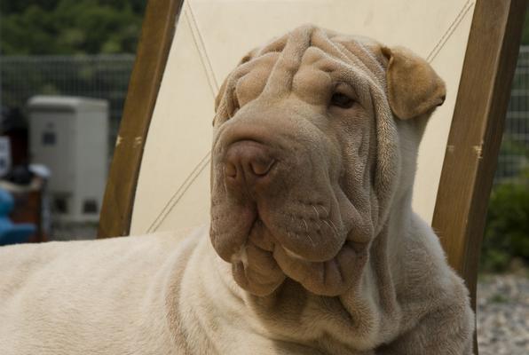 繁殖沙皮犬的利与弊（爱宠主人必读！繁殖沙皮犬前你需要知道的一切）