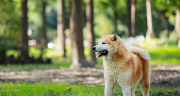 秋田犬消化不良的应对方法（宠物秋田犬进食过多，怎样避免消化问题）