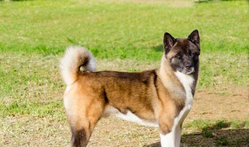 秋田犬的饲养护理知识（以宠物为主，带您了解如何正确养护秋田犬）