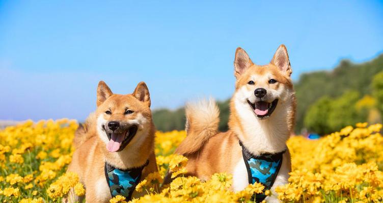 秋田犬的禁忌食物清单（宠物饮食必知——秋田犬的禁忌食品清单）