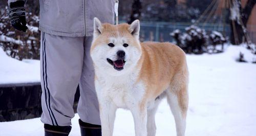 秋田犬必须避免清洁剂的危害（千万别让你的宠物受伤害）