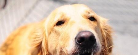 让你的爱犬毛发更加光泽的秘诀（从洗浴到饮食，教你如何让狗狗的毛发更加亮眼）